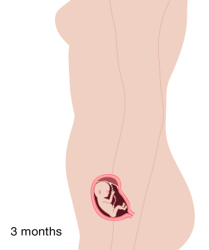 Image result for pregnancy baby photos month by month