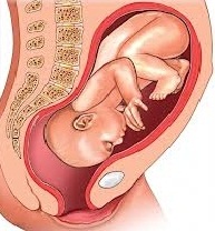 Image result for pregnancy baby photos month by month