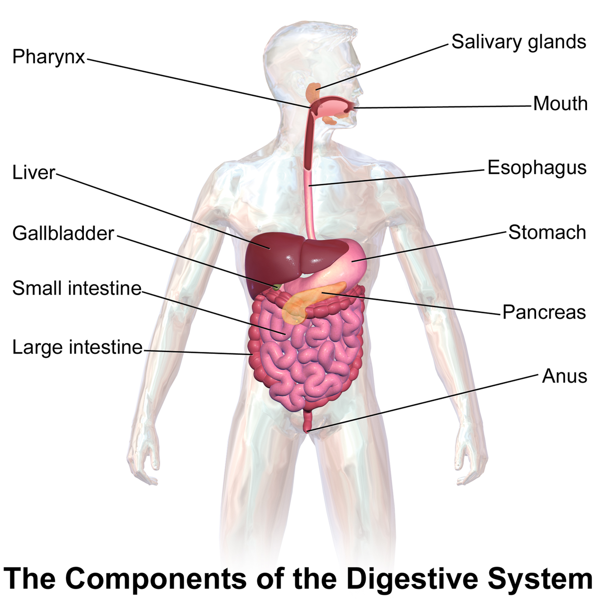Image result for digestive system