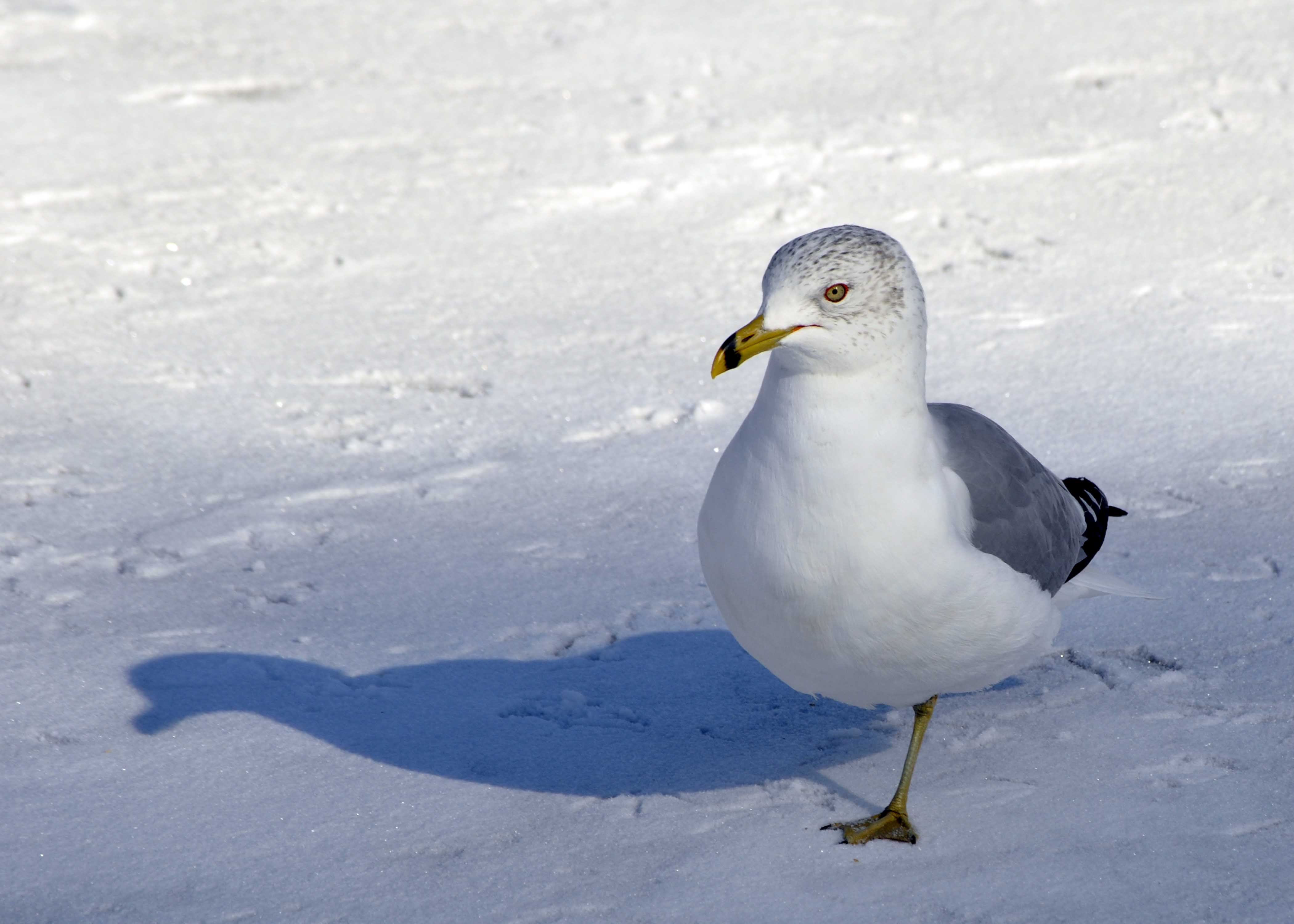 Image result for seagull in ice
