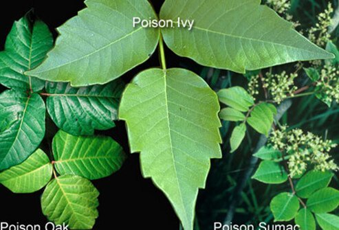 Learn to recognize and avoid direct contact with poisonous plants such as poison ivy, poison oak, and sumac.
