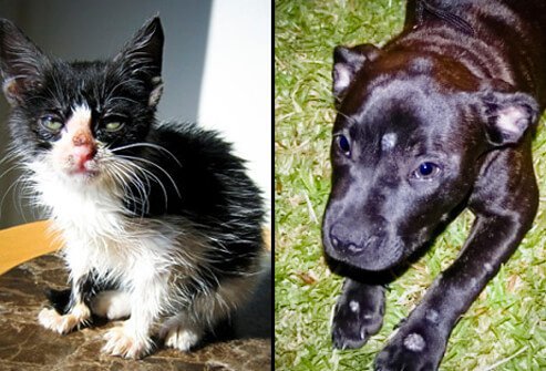 Pets can develop ringworm and spread it to people.