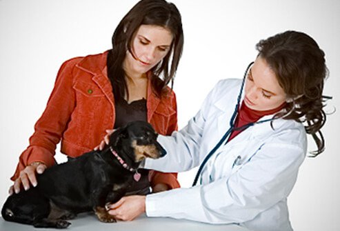 Ringworm prevention tip #7: Take your pet to the vet if it has patches of missing hair, which could be a sign of a fungal infection.