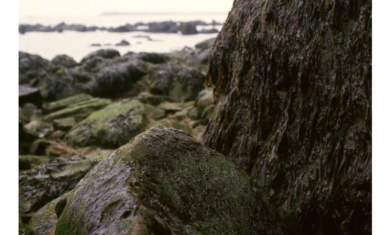 What makes red algae so different and why should we care?