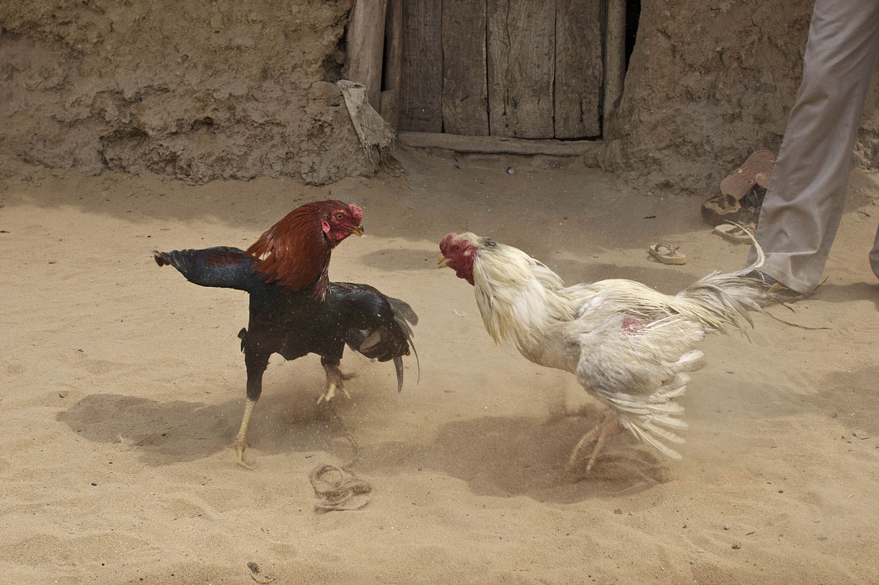 Image result for hen fights in india