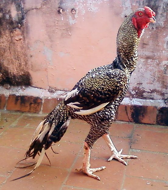 Image result for hen fights in india
